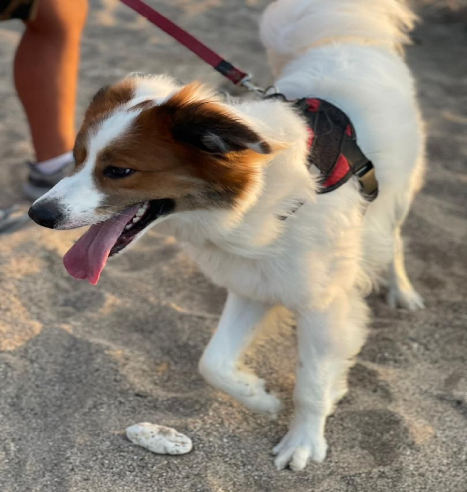 perritos-de-lechería-disfrutan-de-nueva“-excursión-canina”-en-cerro-el-morro-img